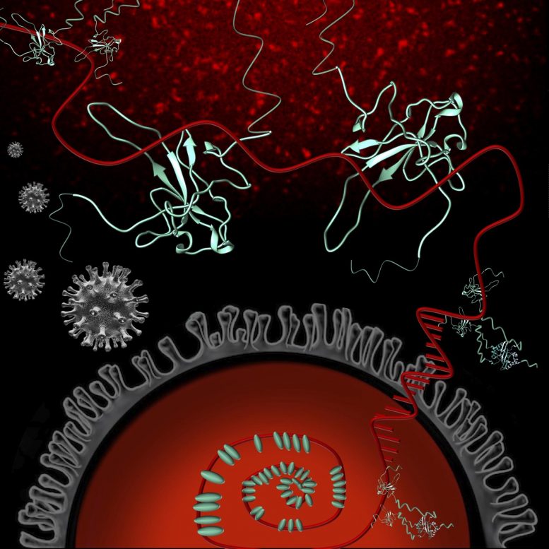 Coronavirus N Protein