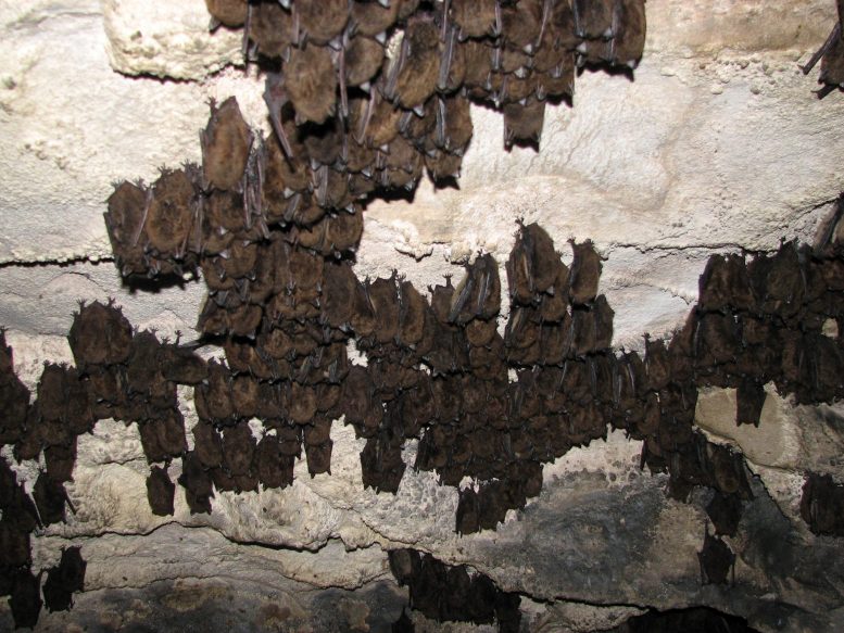 Hibernating Bats in Vermont Cave